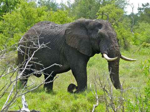 Image of African elephant