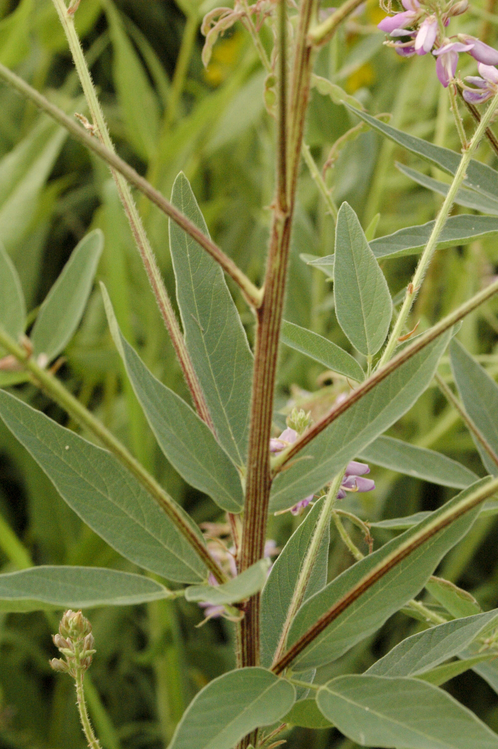 Image of ticktrefoil