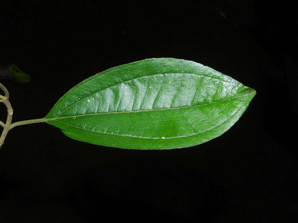 Image of Henriettea seemannii (Naud.) L. O. Williams