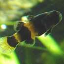 Image of Bumblebee fish