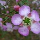 Sivun Leptospermum rotundifolium (Maiden & Betche) F. A. Rodway kuva