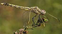 Image of Skimmers (Dragonflies)