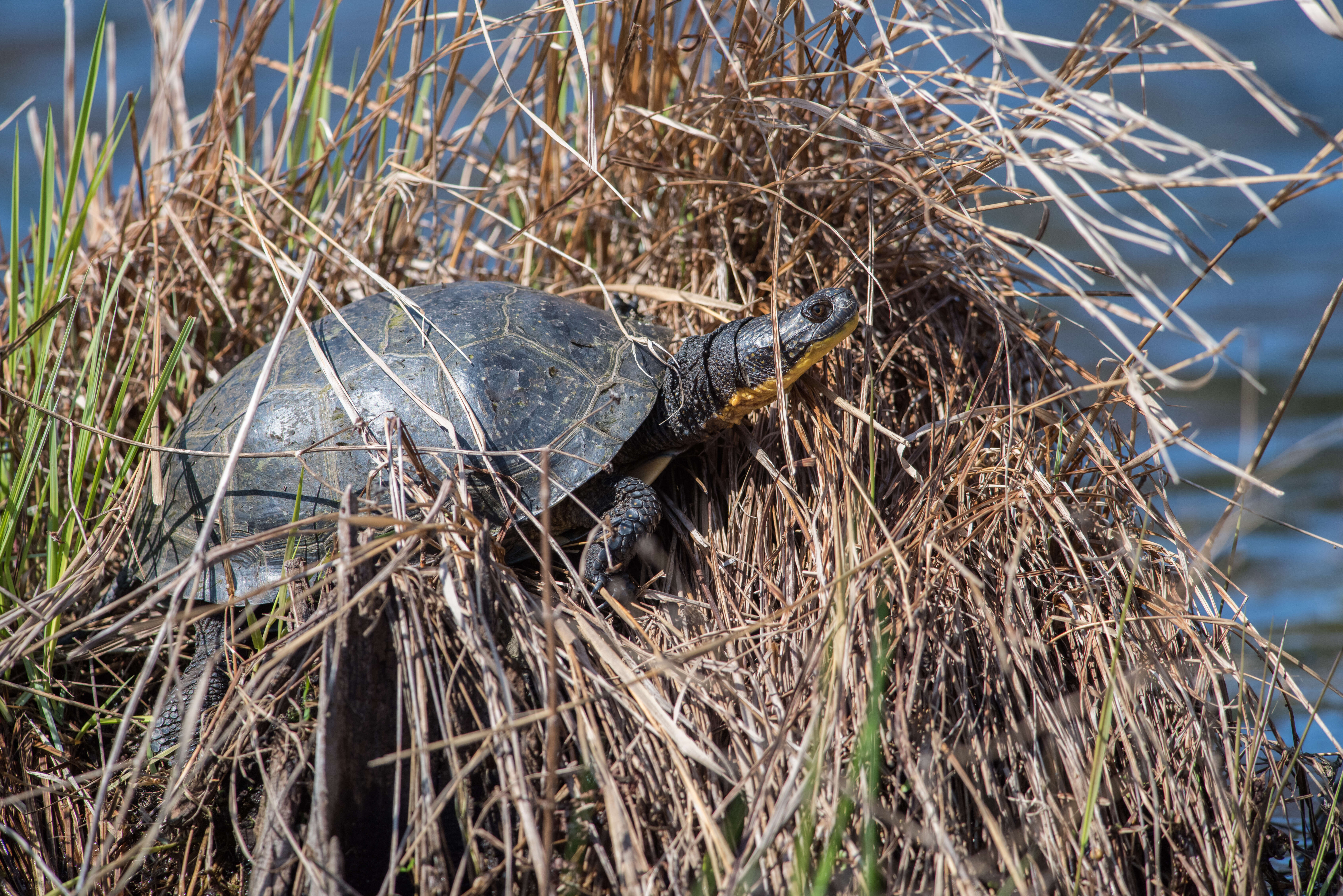 Image of Black-breasted Leaf Turtle