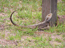 Image of Bearded Dragons