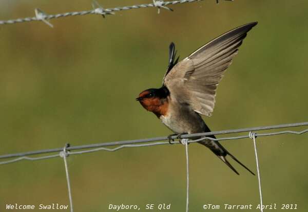 Imagem de Hirundo neoxena Gould 1842