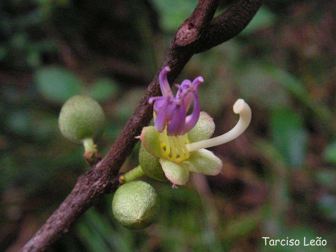 Image of Henriettea succosa (Aubl.) DC.