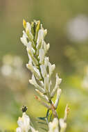 Image of Astragalus aquilanus Anzal.