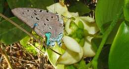 Image of Pseudolycaena marsyas (Linnaeus 1758)