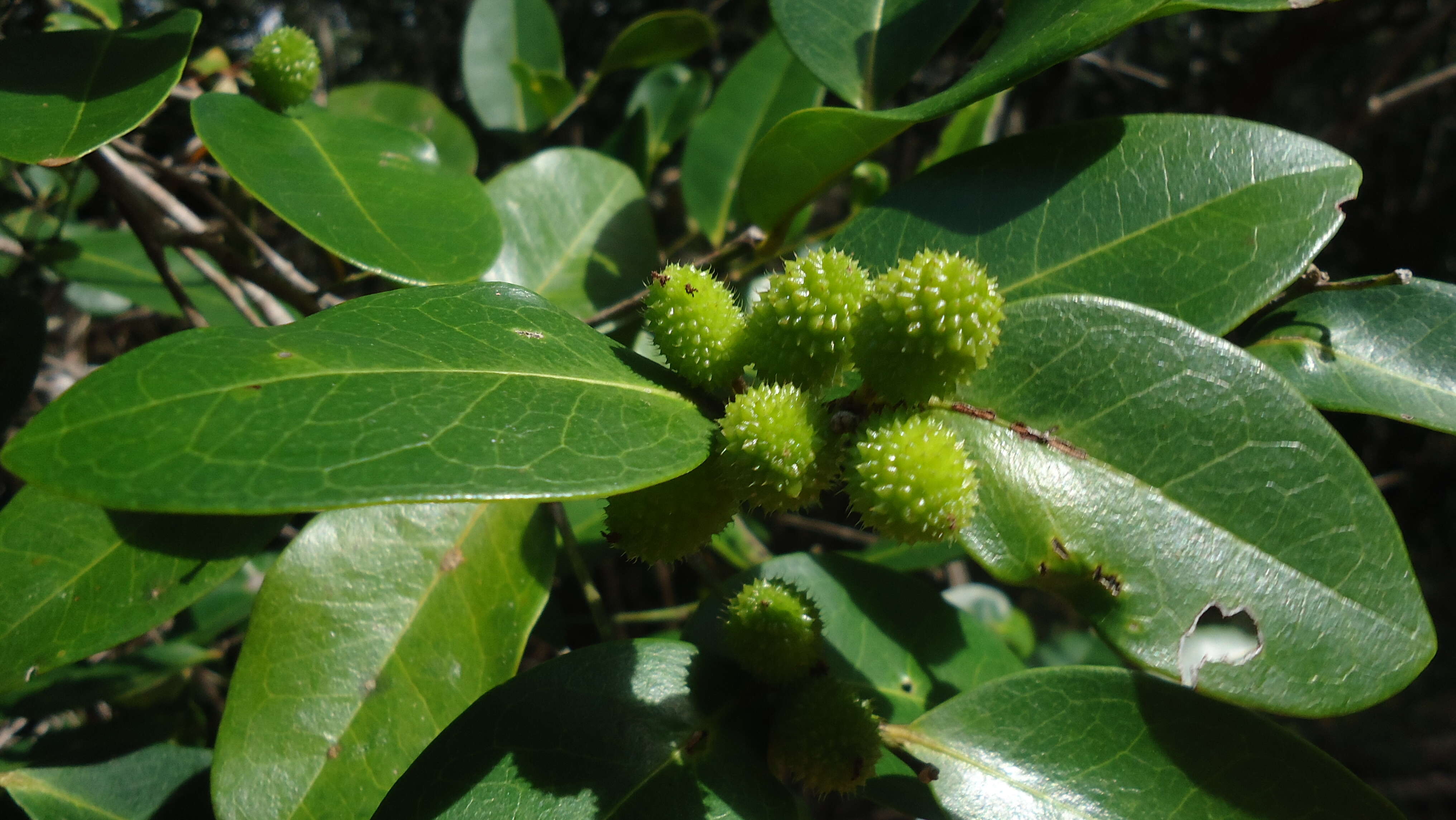 صورة Chaetocarpus echinocarpus (Baill.) Ducke