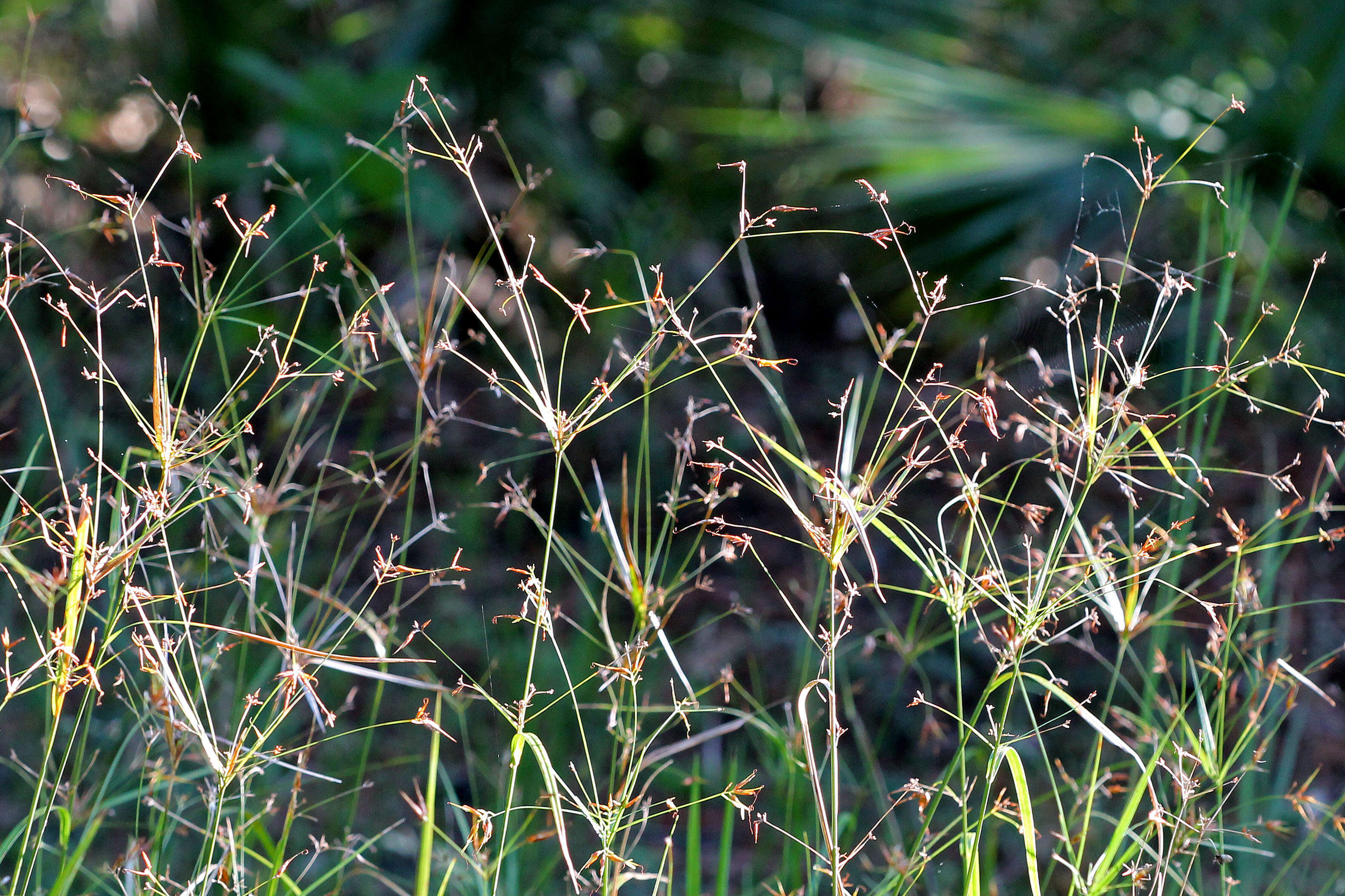 Imagem de Rhynchospora inundata (Oakes) Fernald