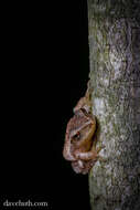 Image of Chorus Frogs