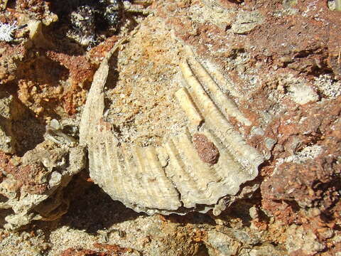 Imagem de Patinopecten Dall 1898