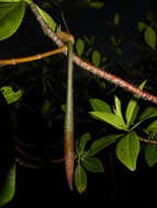 Image of mangrove