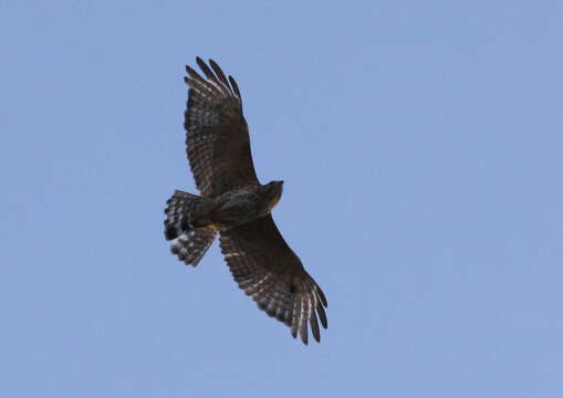 Image of Buteo Lacépède 1799