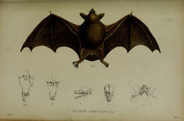 Image of New Zealand short-tailed bats