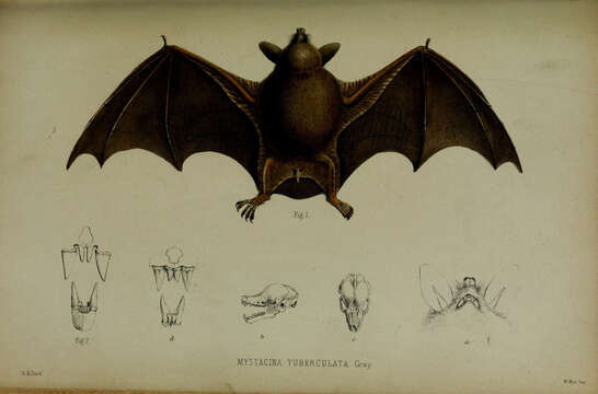 Image of Mystacina Gray 1843