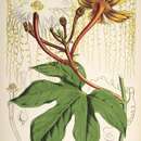 Hodgsonia heteroclita (Roxb.) Hook. fil. & Thomson的圖片