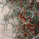 Acacia colletioides Benth. resmi