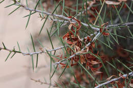 Acacia colletioides Benth. resmi