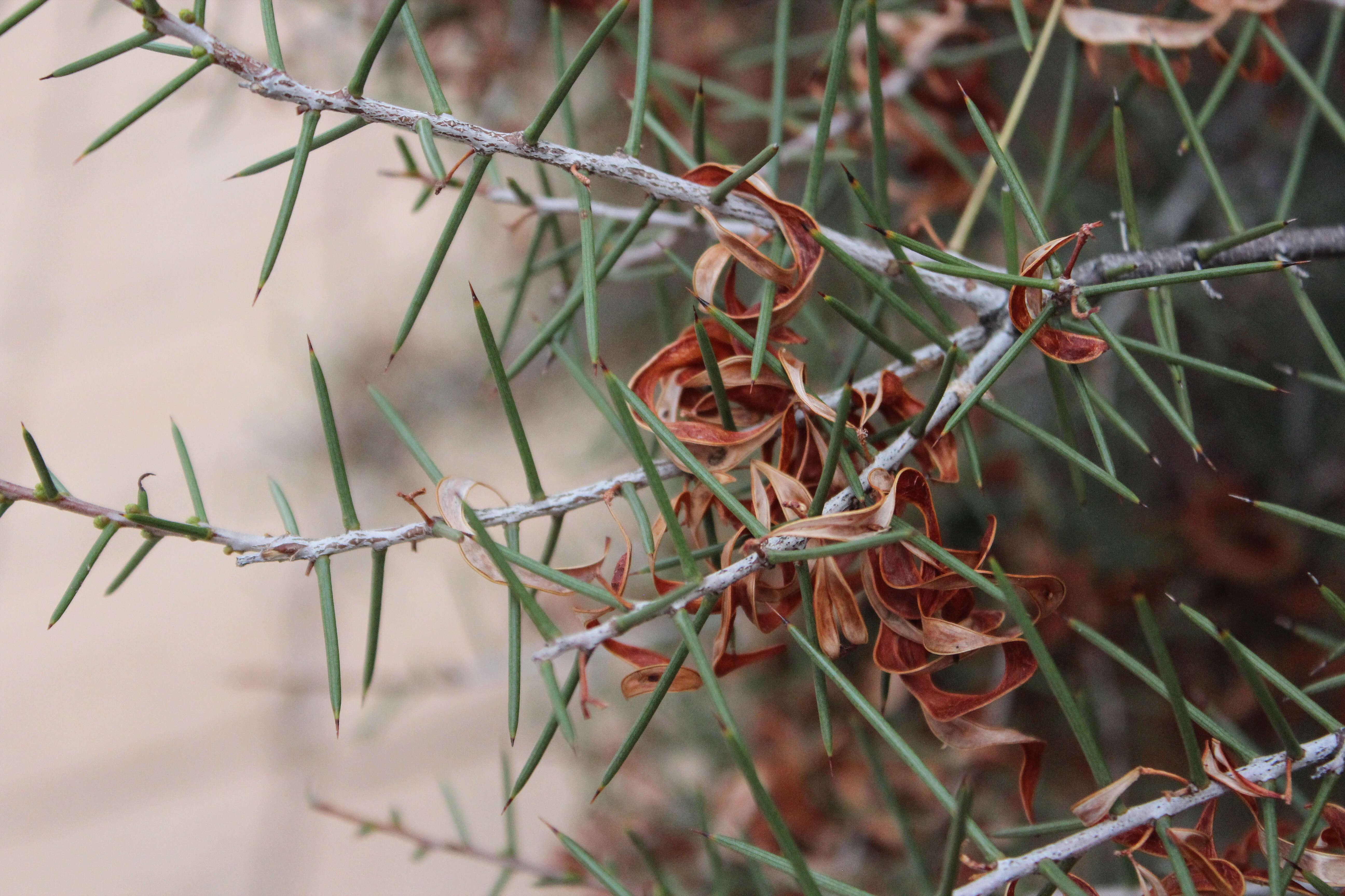 Plancia ëd Acacia colletioides Benth.