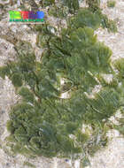 Image of Udoteaceae
