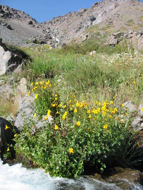 Слика од Erythranthe lutea (L.) G. L. Nesom