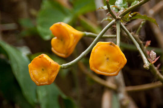 Image of Leaf Cacti