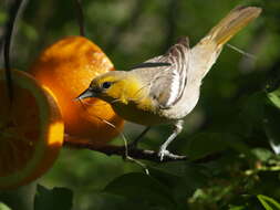 Image of New World orioles