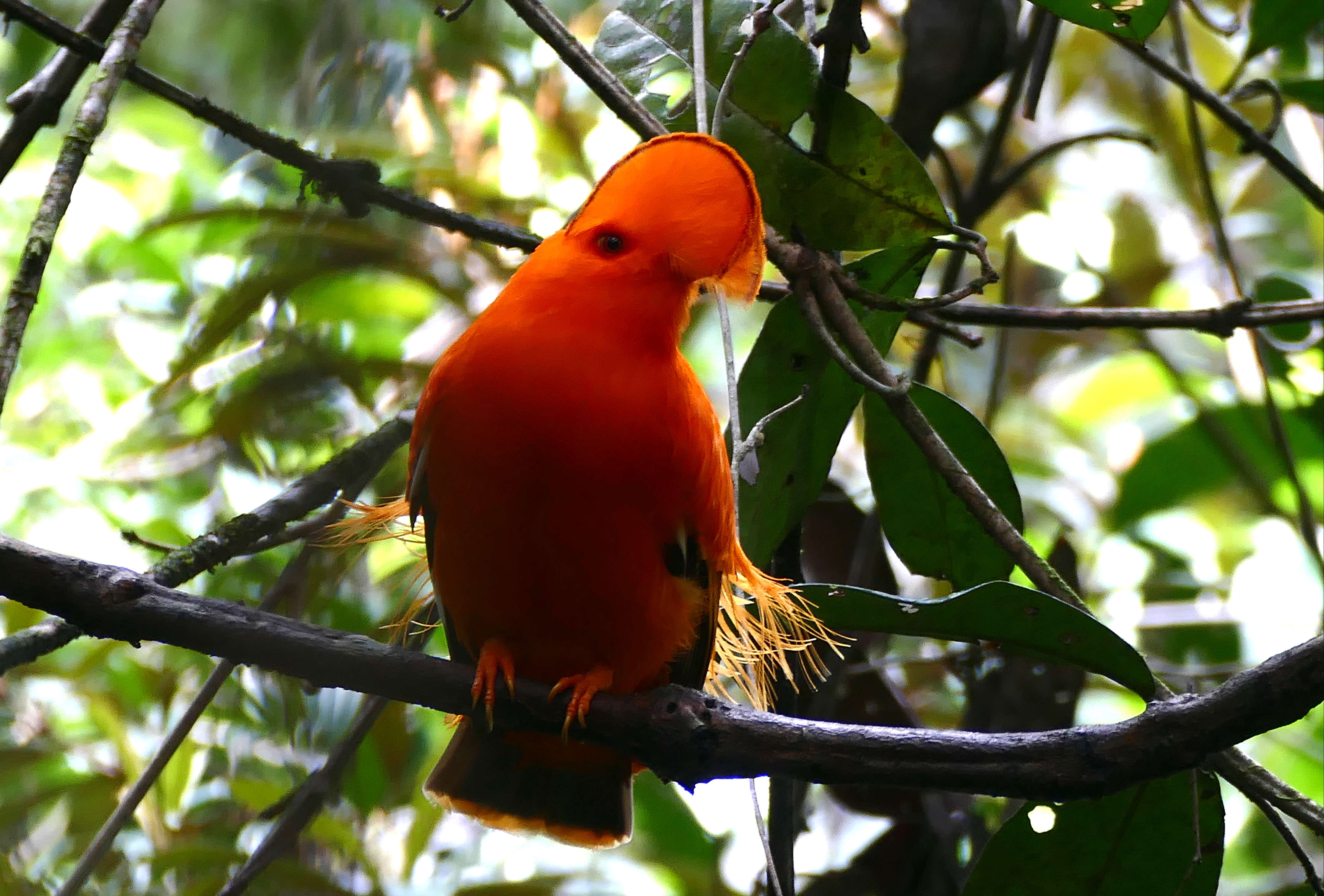 Image of Guianan Cock-of-the-rock