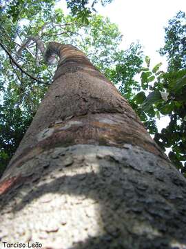 Image of Guiana brosimum