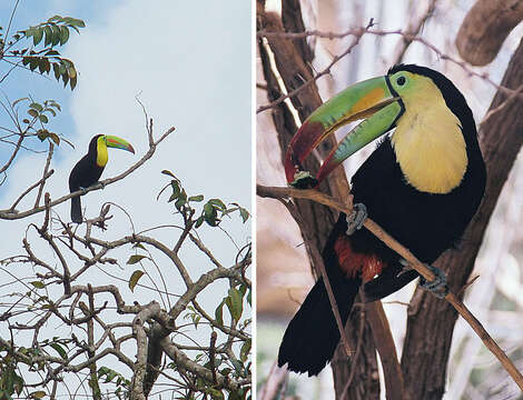 Image of Keel-billed Toucan