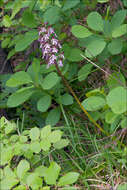 Image of Orchis purpurea subsp. purpurea