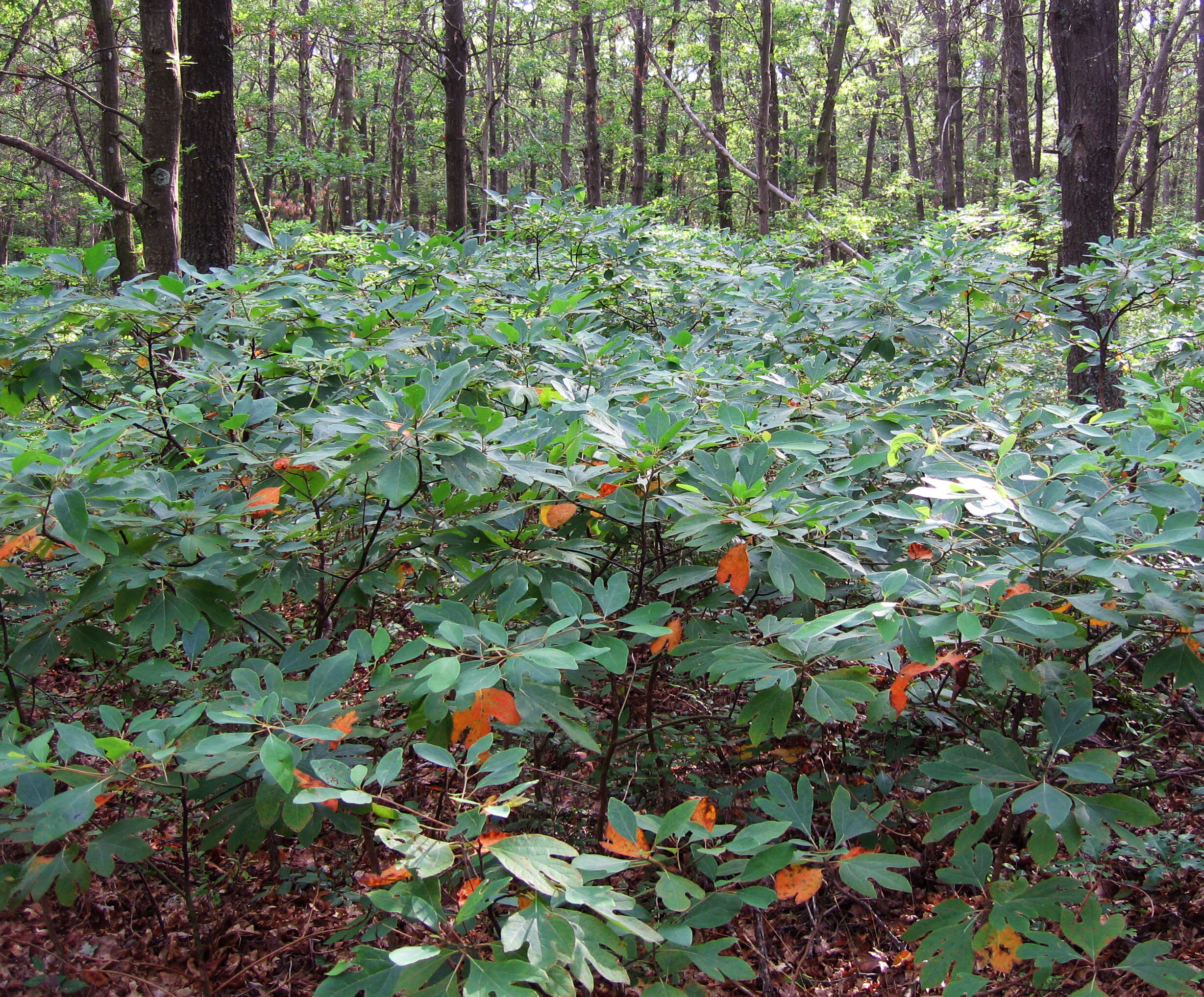 Image of sassafras