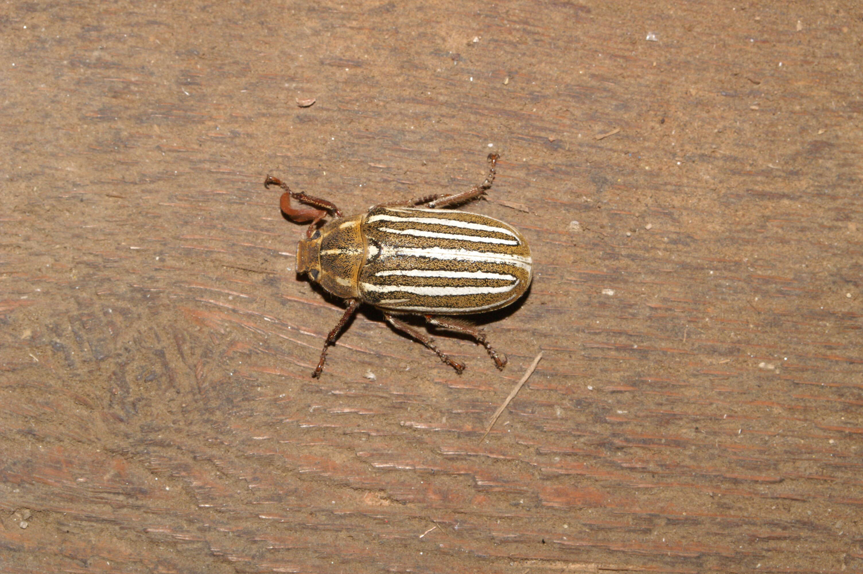 Image of Lined June Beetles