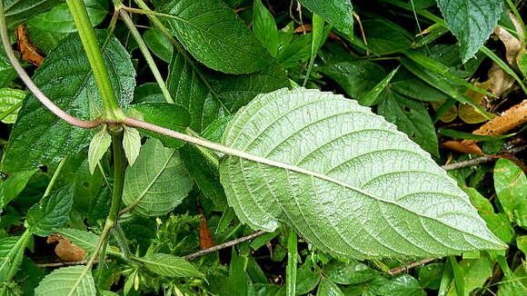 Image of Ruellia ochroleuca Mart. ex Nees