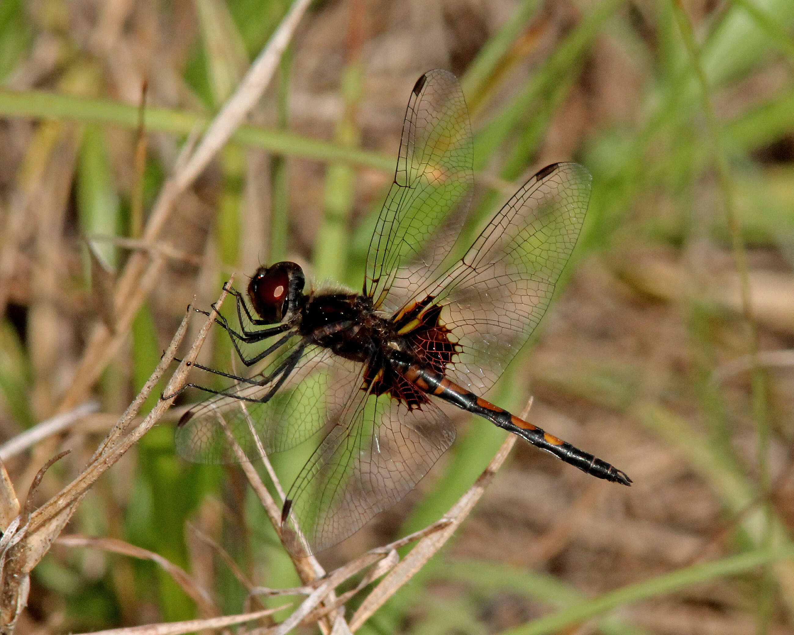 Imagem de Celithemis Hagen 1861