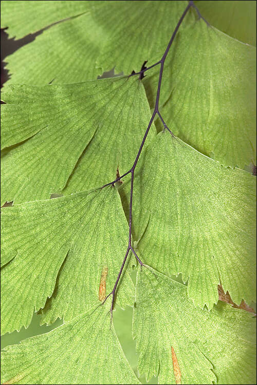 Image of maidenhair fern