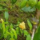 Image of Thick-billed Spiderhunter