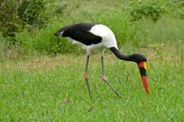 Image of Saddle-billed Stork