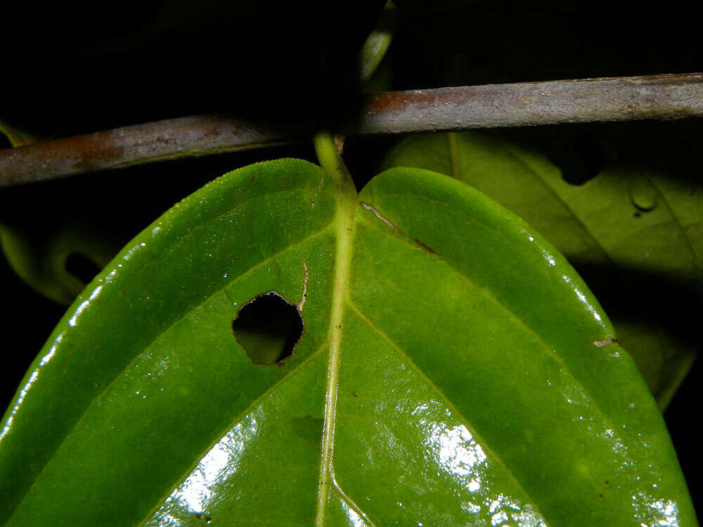 Image of Tetrapterys tinifolia Triana & Planch.