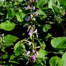 Image of Hyacinth bean
