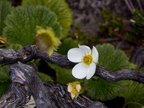 Image of Geum talbotianum W. M. Curtis