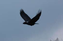 Image of White-necked Raven