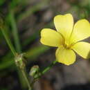 Image of rock flax