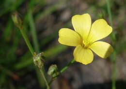 Image of rock flax