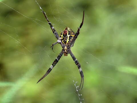 Image of St Andrews cross spider