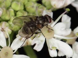 Image of house flies and relatives