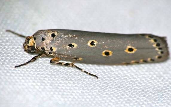 Image of Ethmia circumdatella Walker 1863