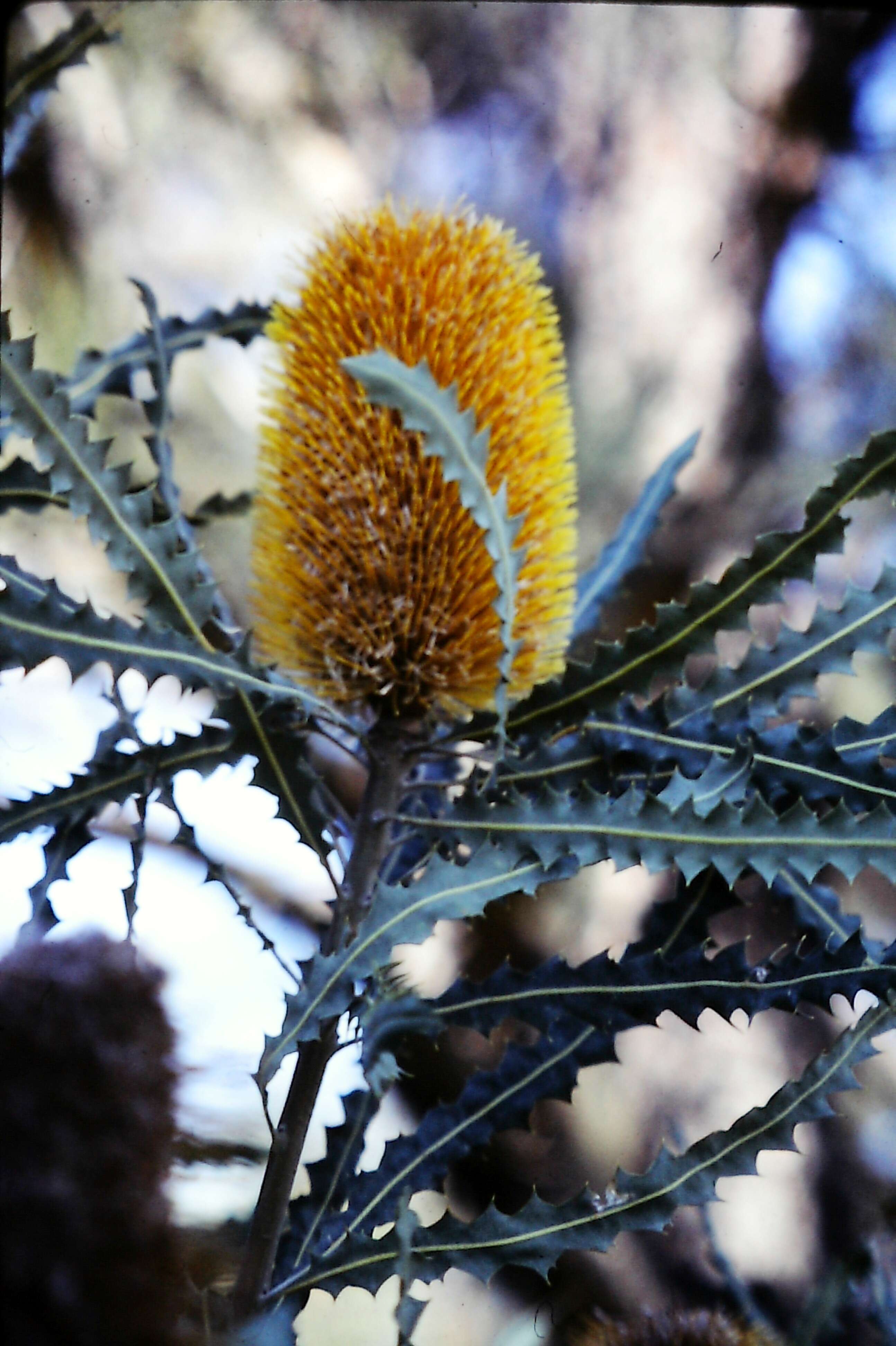 Image of banksia