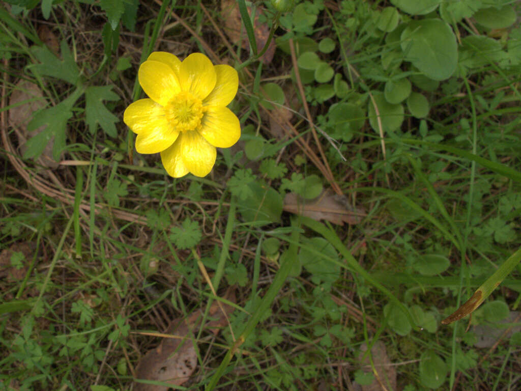 Image of California buttercup